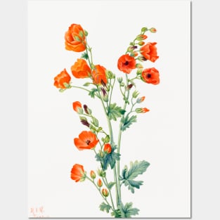 Scarlet Globe Mallow By Mary Vaux Walcott. Posters and Art